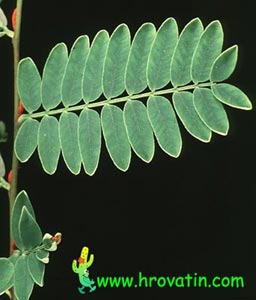 Senna meridionales - Senna meridionales Senna meridionales - Senna meridionales