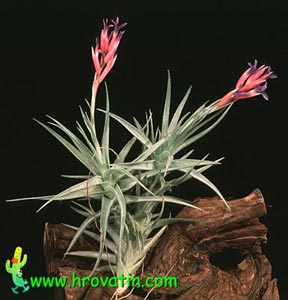 Tillandsia aeranthos - Tillandsia aeranthos Tillandsia aeranthos - Tillandsia aeranthos