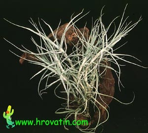 Tillandsia caerulea - Tillandsia caerulea Tillandsia caerulea - Tillandsia caerulea