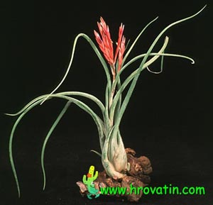 Tillandsia caput medusae - Tillandsia caput medusae Tillandsia caput medusae - Tillandsia caput medusae