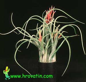Tillandsia caput medusae - Tillandsia caput medusae Tillandsia caput medusae - Tillandsia caput medusae