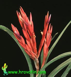 Tillandsia caput medusae - Tillandsia caput medusae Tillandsia caput medusae - Tillandsia caput medusae
