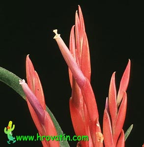 Tillandsia caput medusae - Tillandsia caput medusae Tillandsia caput medusae - Tillandsia caput medusae