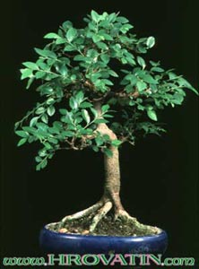 Ulmus parvifolia - Zelkova - Ulmus parvifolia - Zelkova -